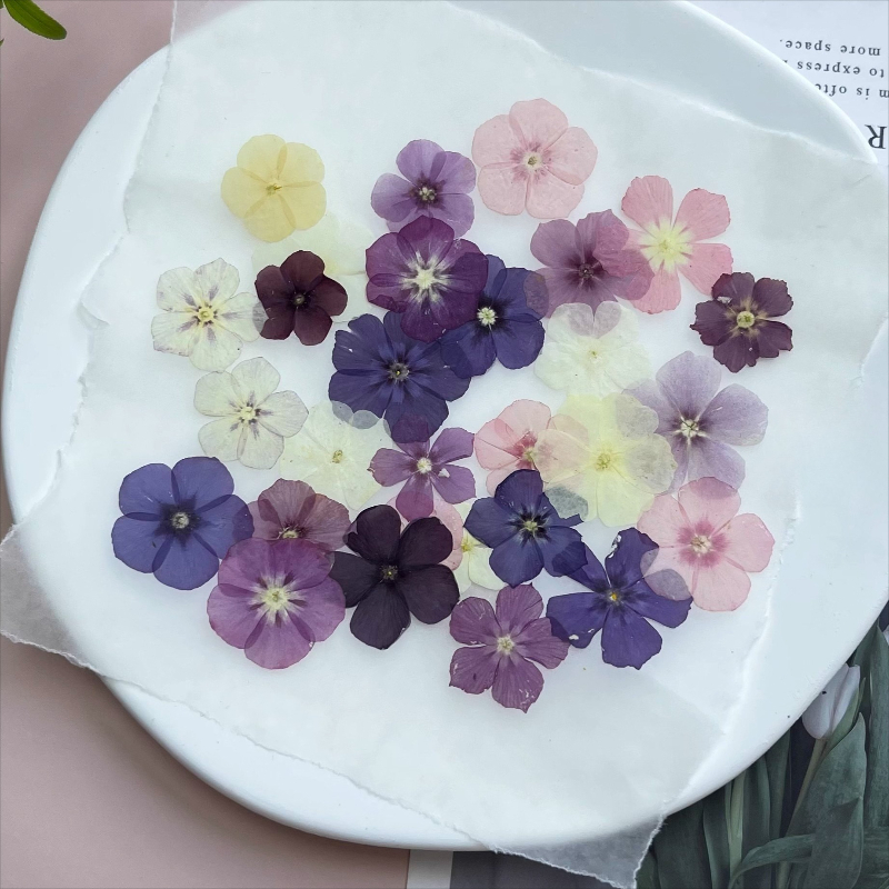 12 Uds., flores secas prensada - Resin Art Case reseña y precio