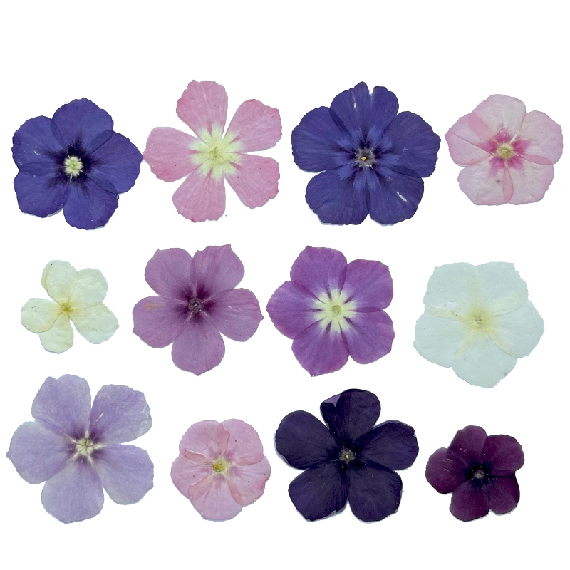 12 Uds., flores secas prensada - Resin Art Case reseña y precio